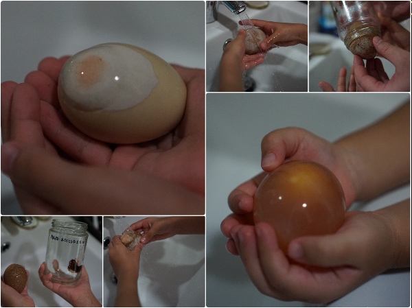 egg-vinegar-experiment-science-membrane-diffusion